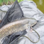 carpnormandy.com - fish 46 - catches 2011