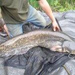 carpnormandy.com - fish 47 - catches 2011