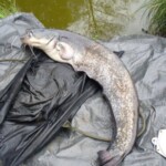 carpnormandy.com - fish 48 - catches 2011